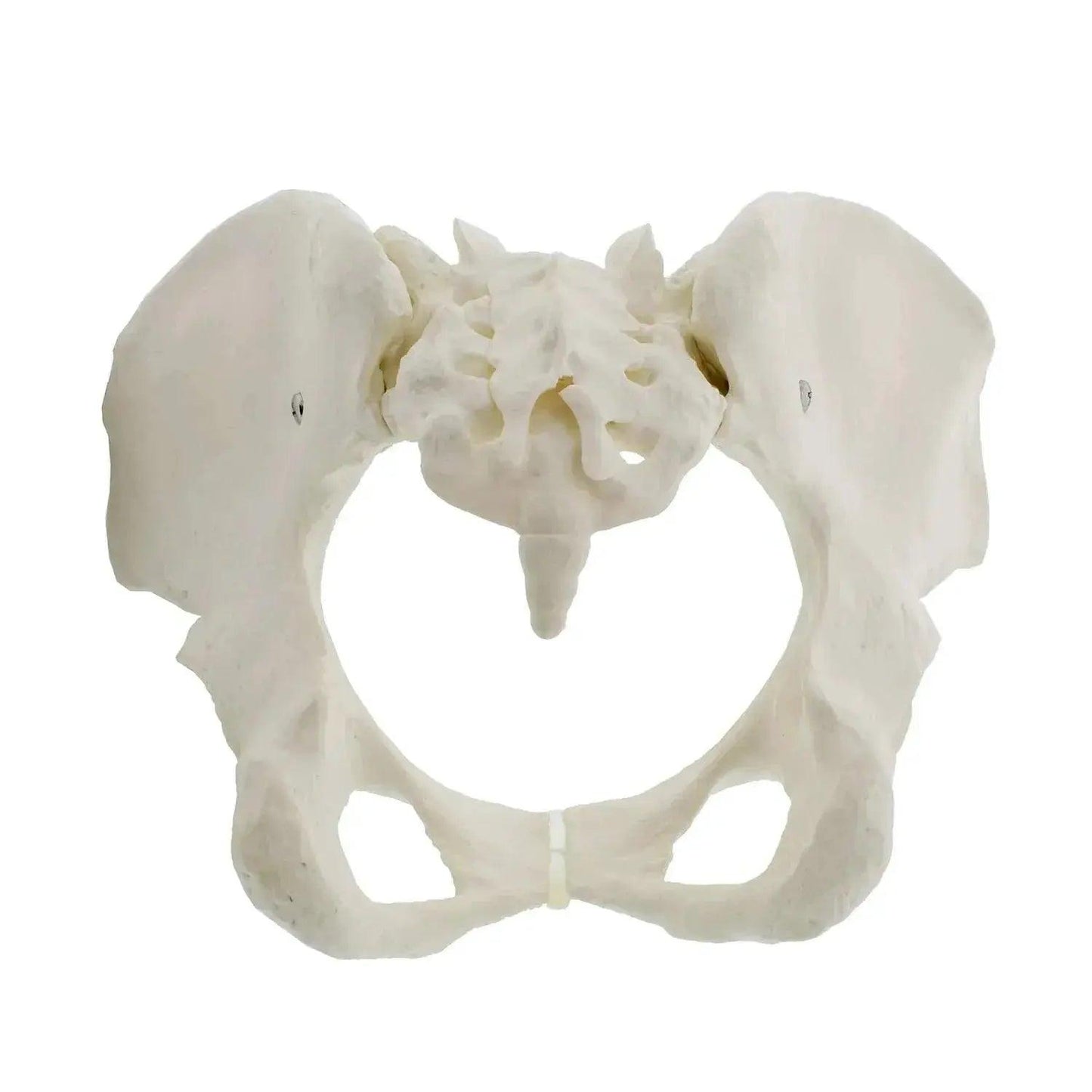  Life Size Female Pelvis Model For Anatomy Education CE -  ToylandEU™