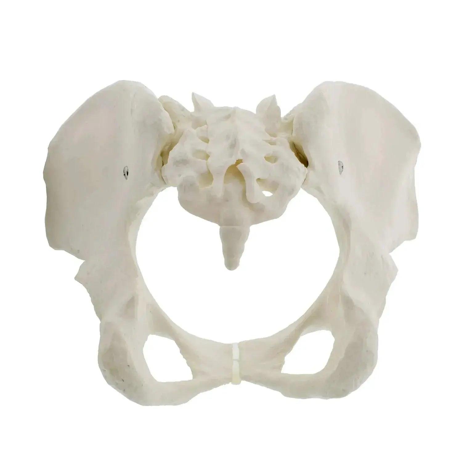 Life Size Female Pelvis Model For Anatomy Education CE -  ToylandEU™