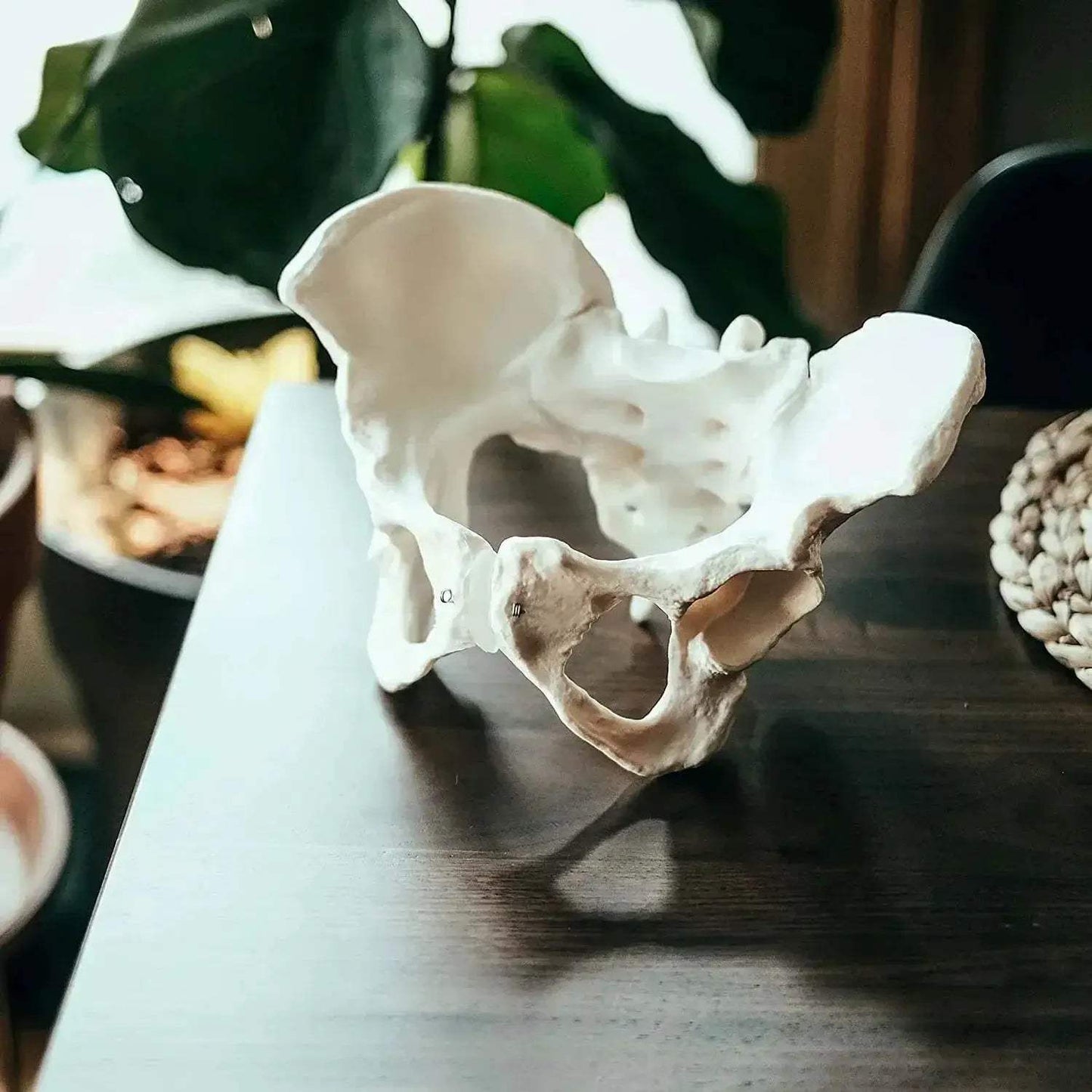 Life Size Female Pelvis Model For Anatomy Education - ToylandEU