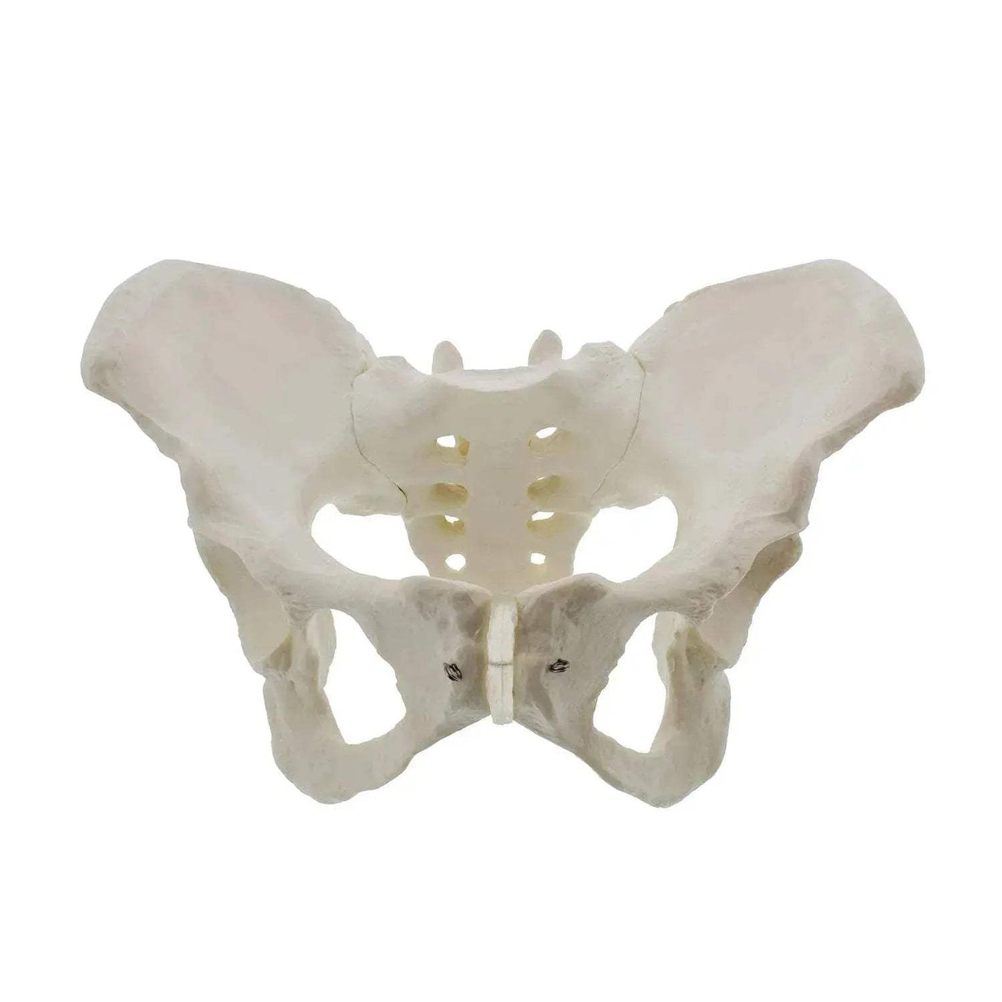 Life Size Female Pelvis Model For Anatomy Education - ToylandEU