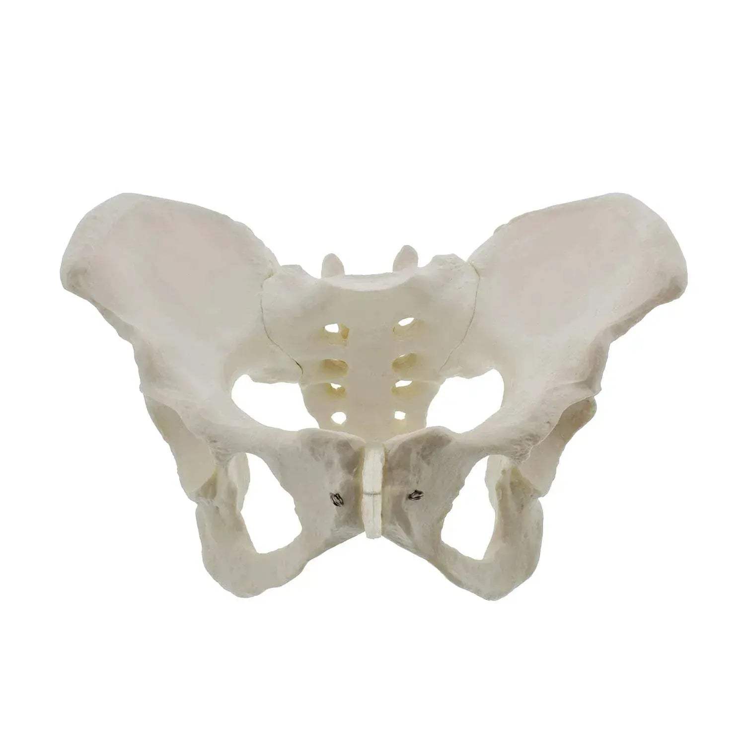 Life Size Female Pelvis Model For Anatomy Education - ToylandEU