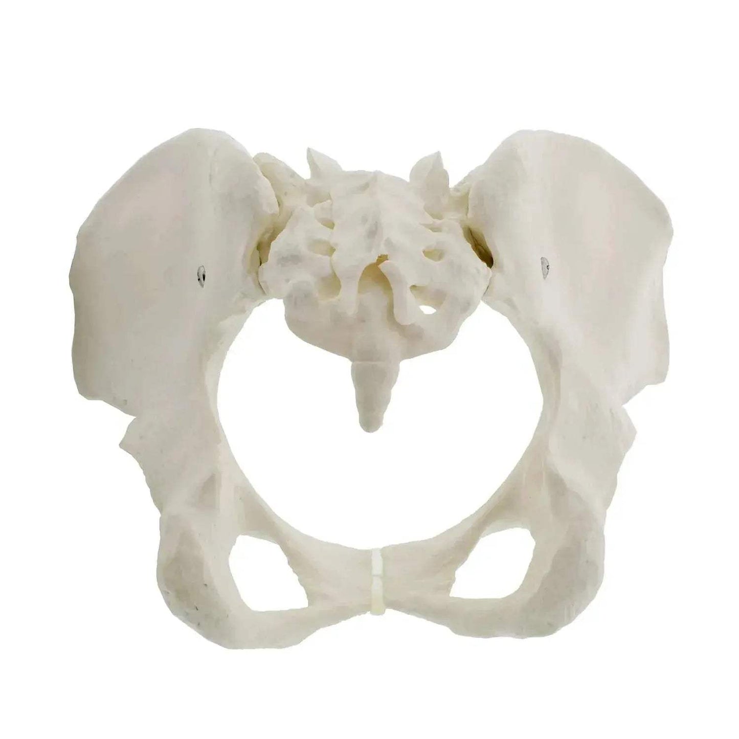 Life Size Female Pelvis Model For Anatomy Education - ToylandEU