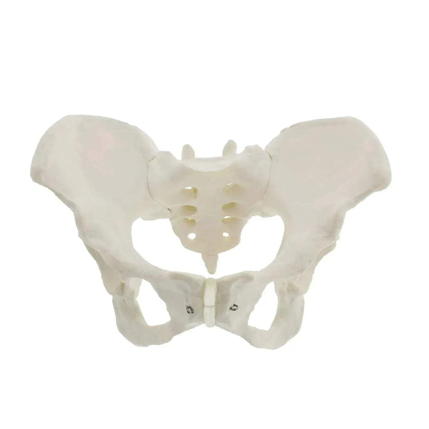 Life Size Female Pelvis Model For Anatomy Education - ToylandEU