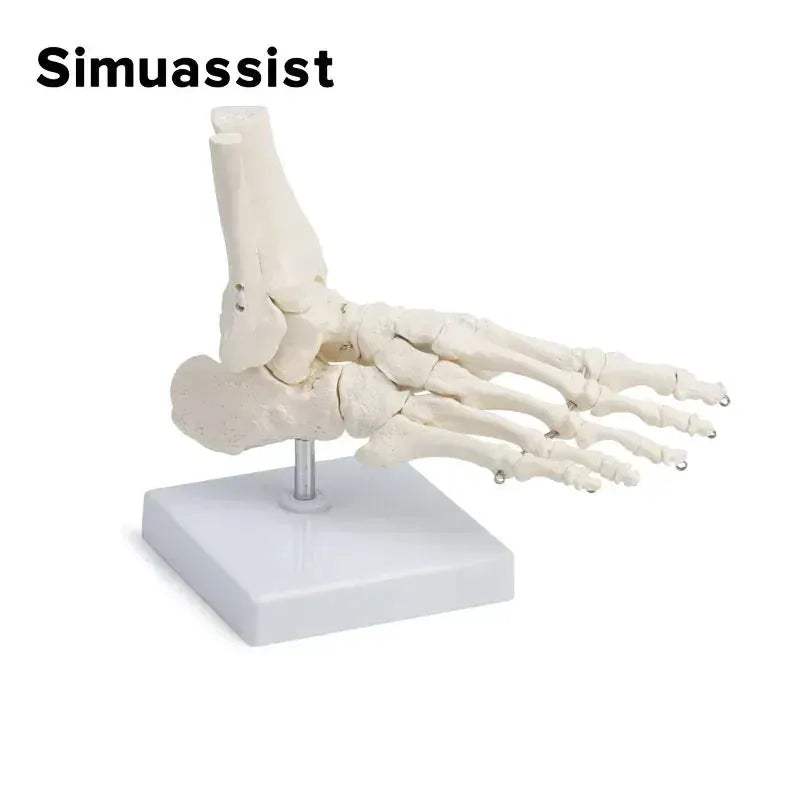 Life Size Foot Anatomy Model With Ankle Skeleton For Learning - ToylandEU
