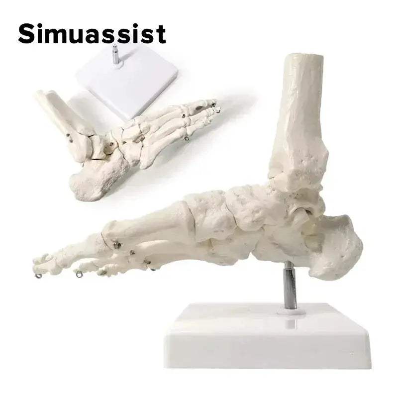 Life Size Foot Anatomy Model With Ankle Skeleton For Learning - ToylandEU