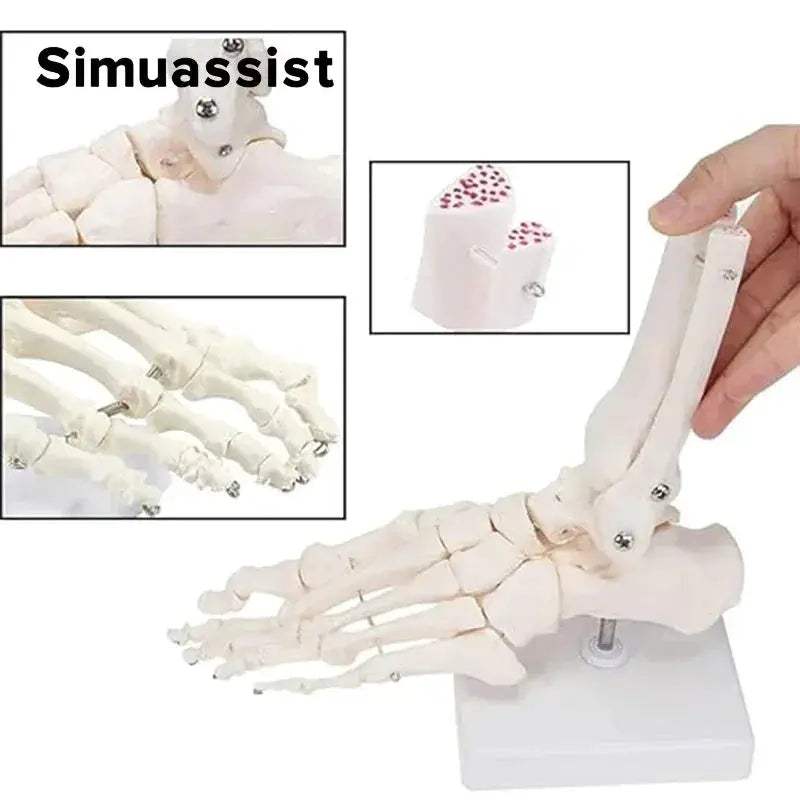 Life Size Foot Anatomy Model With Ankle Skeleton For Learning - ToylandEU