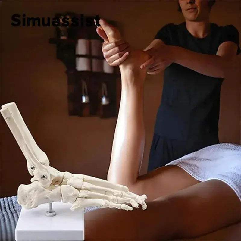 Life Size Foot Anatomy Model With Ankle Skeleton For Learning - ToylandEU