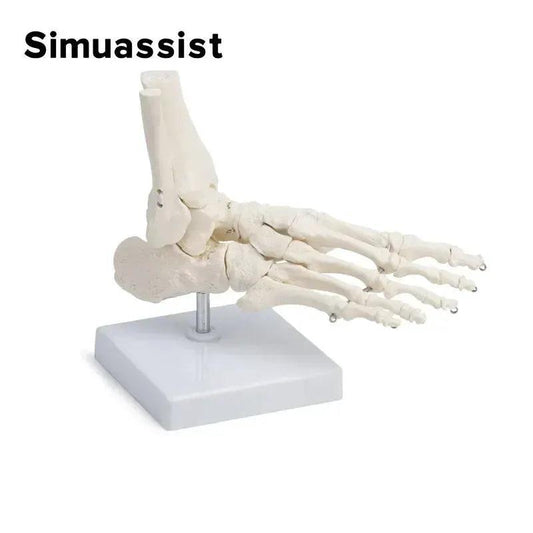 Life Size Foot Anatomy Model With Ankle Skeleton Learn -  ToylandEU™