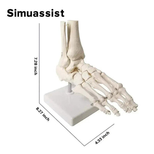  Life Size Foot Anatomy Model With Ankle Skeleton Learn -  ToylandEU™