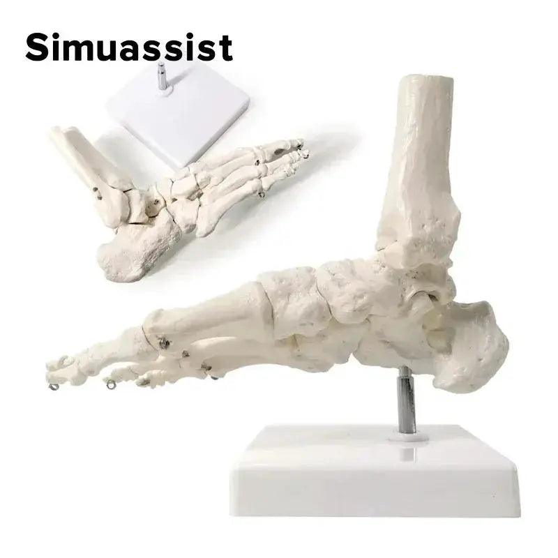  Life Size Foot Anatomy Model With Ankle Skeleton Learn -  ToylandEU™