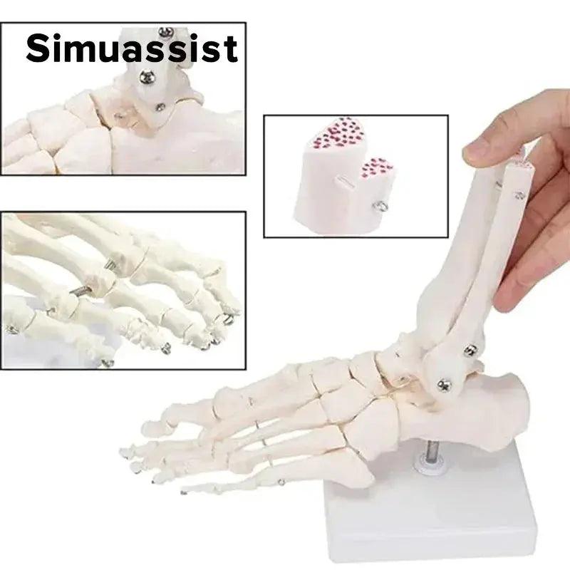  Life Size Foot Anatomy Model With Ankle Skeleton Learn -  ToylandEU™