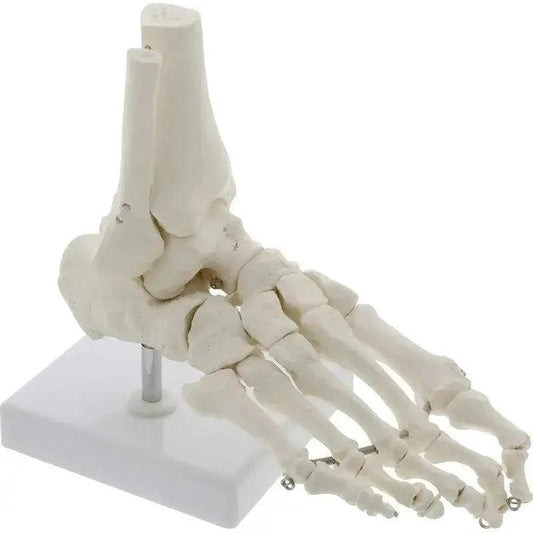  Life Size Foot Ankle Anatomy Skeleton Model Education -  ToylandEU™