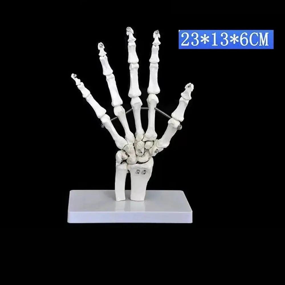  Life Size Foot Ankle Anatomy Skeleton Model Education -  ToylandEU™