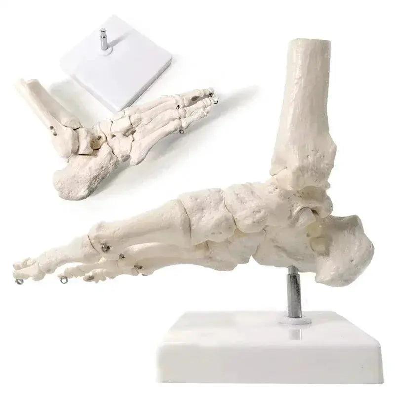 Life Size Foot Ankle Anatomy Skeleton Model Education -  ToylandEU™