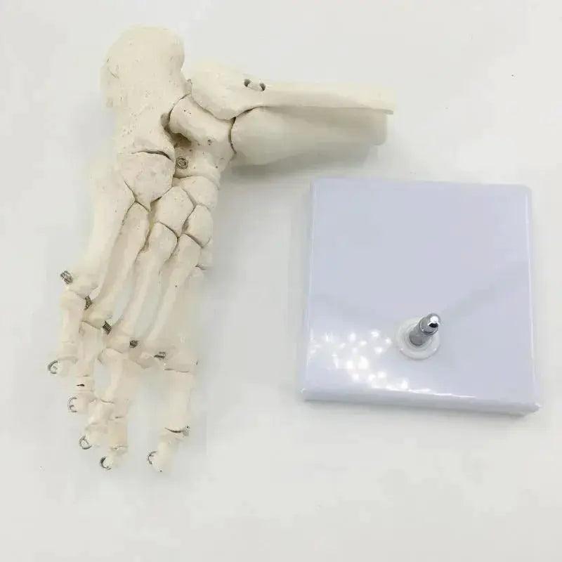  Life Size Foot Ankle Anatomy Skeleton Model Education -  ToylandEU™