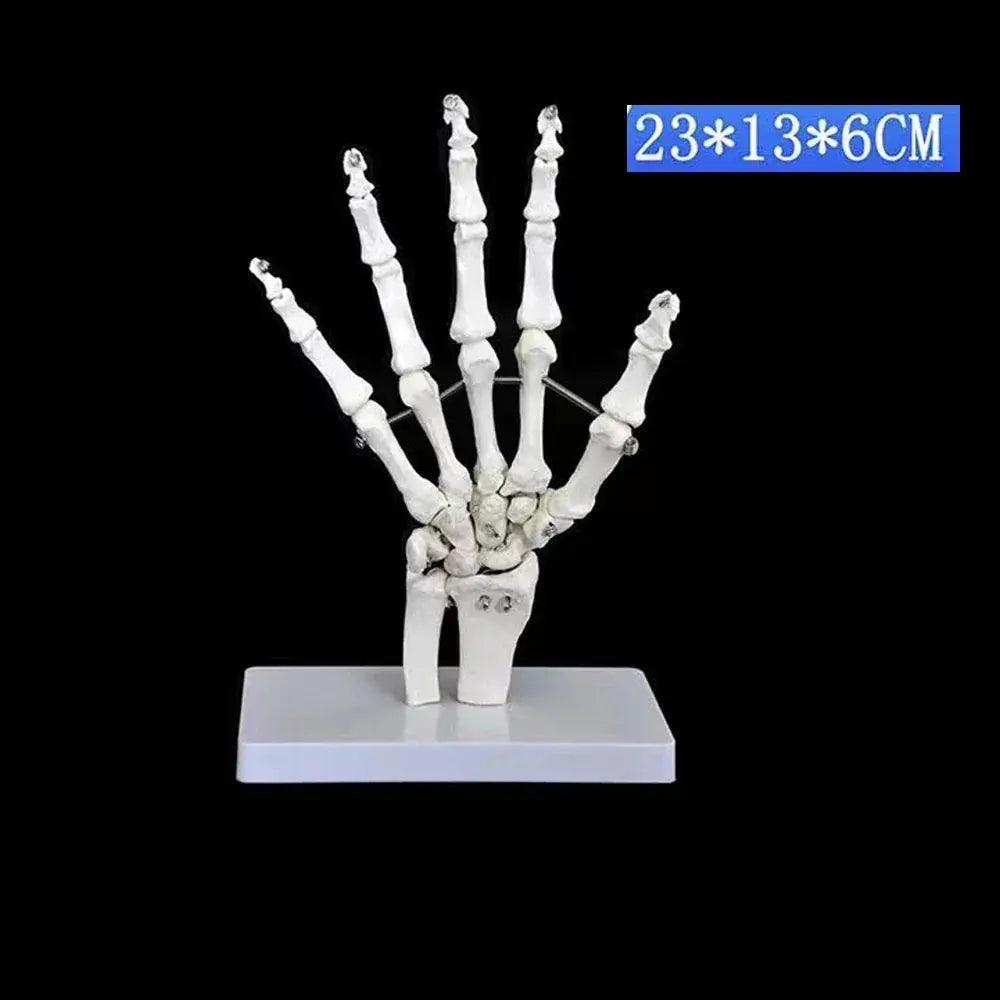  Life Size Foot Ankle Anatomy Skeleton Model Education -  ToylandEU™