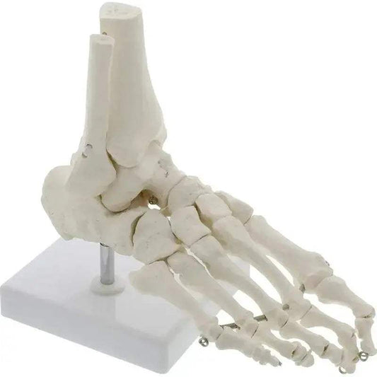 Life Size Foot Ankle Anatomy Skeleton Model For Education - ToylandEU