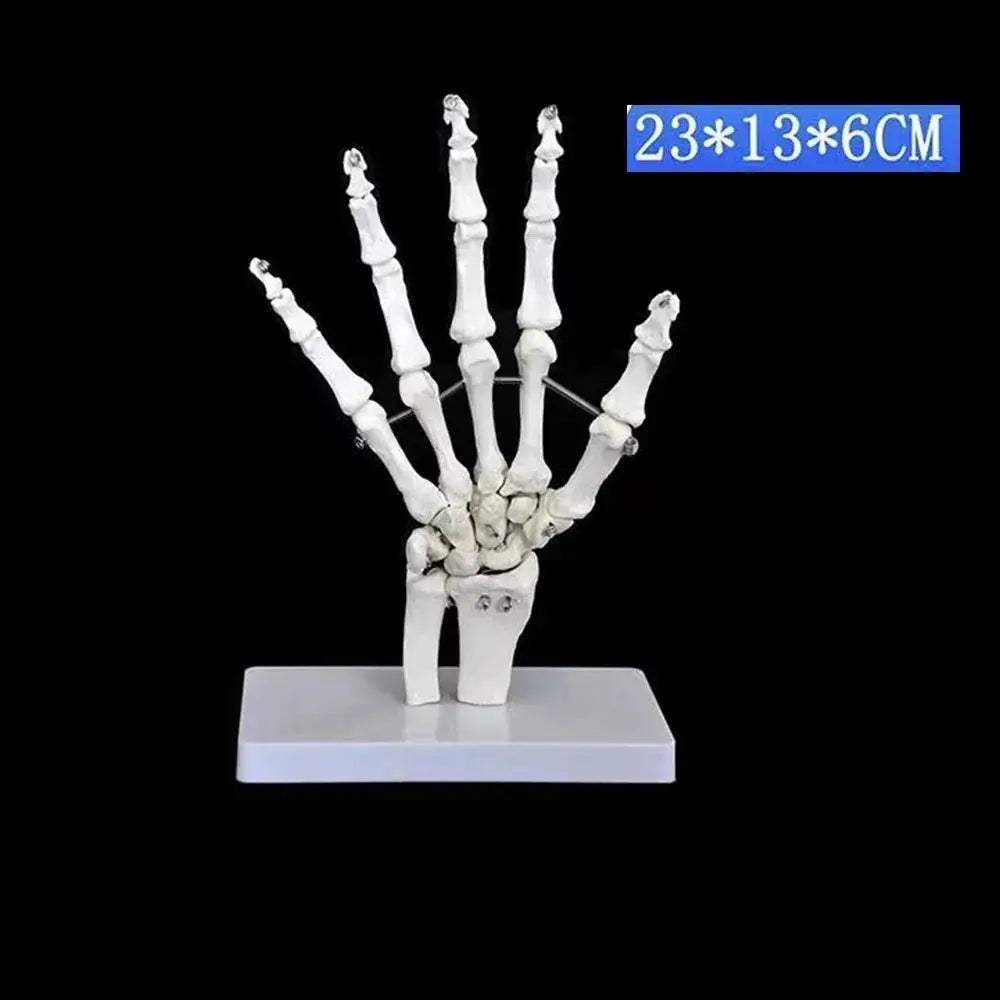 Life Size Foot Ankle Anatomy Skeleton Model For Education - ToylandEU