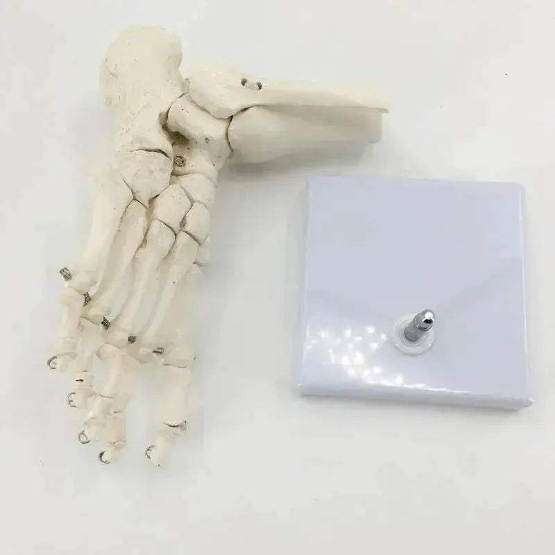 Life Size Foot Ankle Anatomy Skeleton Model For Education - ToylandEU