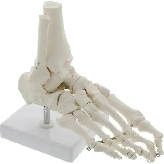  Life Size Foot Ankle Joint Skeleton Model Medical Display Study Tool for School 1:1 -  ToylandEU™