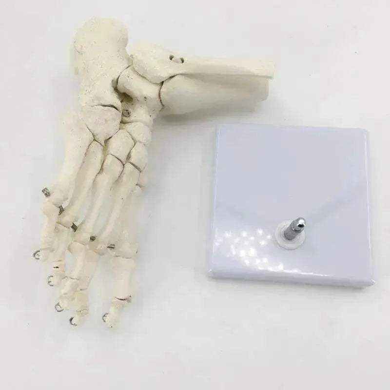 Life Size Foot Ankle Joint Skeleton Model Medical Display Study Tool for School 1:1 - ToylandEU