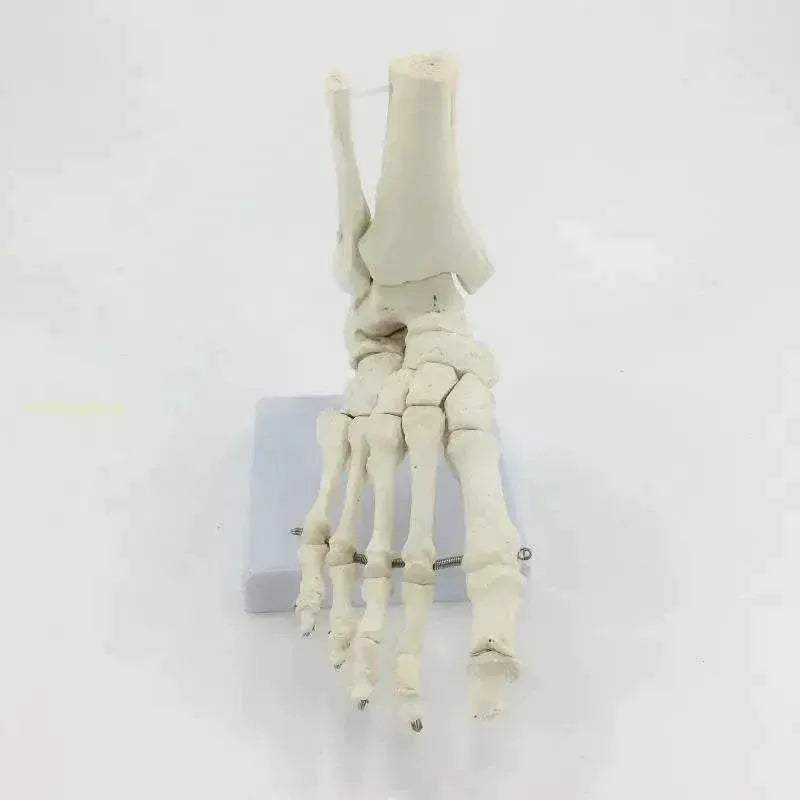 Life Size Foot Ankle Joint Skeleton Model Medical Display Study Tool for School 1:1 - ToylandEU