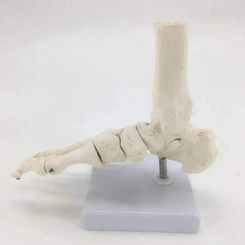 Life Size Foot Ankle Joint Skeleton Model Medical Display Study Tool for School 1:1 - ToylandEU
