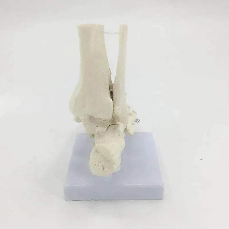 Life Size Foot Ankle Joint Skeleton Model Medical Display Study Tool for School 1:1 - ToylandEU