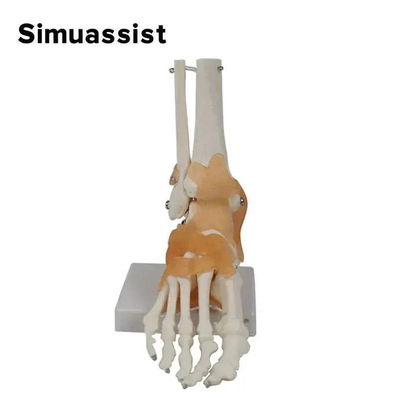 Life Size Foot Joint Model With Ligaments For Anatomy Demonstrations - ToylandEU