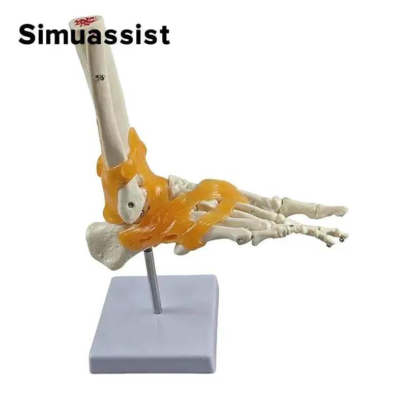 Life Size Foot Joint Model With Ligaments For Anatomy Demonstrations - ToylandEU