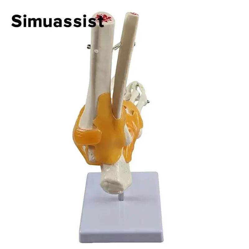 Life Size Foot Joint Model With Ligaments For Anatomy Demonstrations - ToylandEU