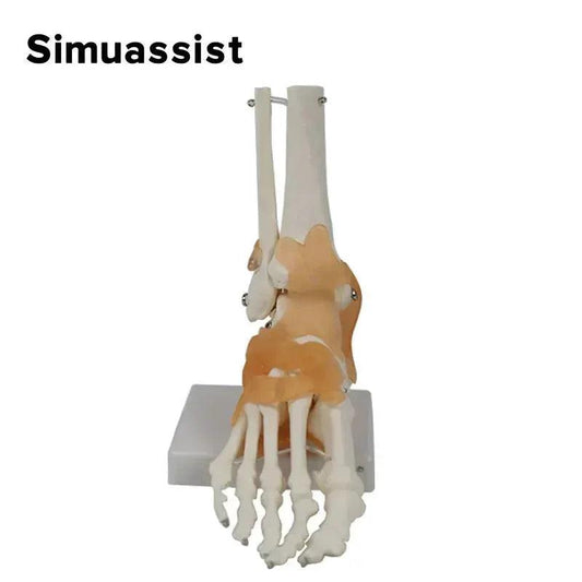  Life Size Foot Joint Model With Ligaments Premium -  ToylandEU™