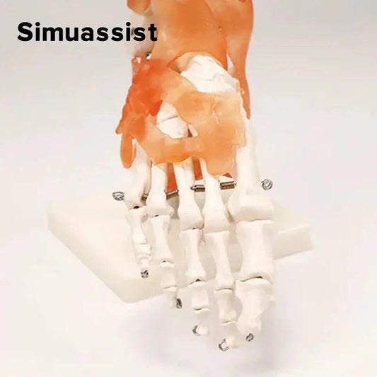  Life Size Foot Joint Model With Ligaments Premium -  ToylandEU™