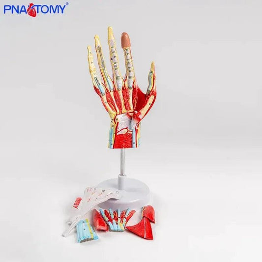  Life Size Hand Anatomy Model Detachable Blood Vessels -  ToylandEU™