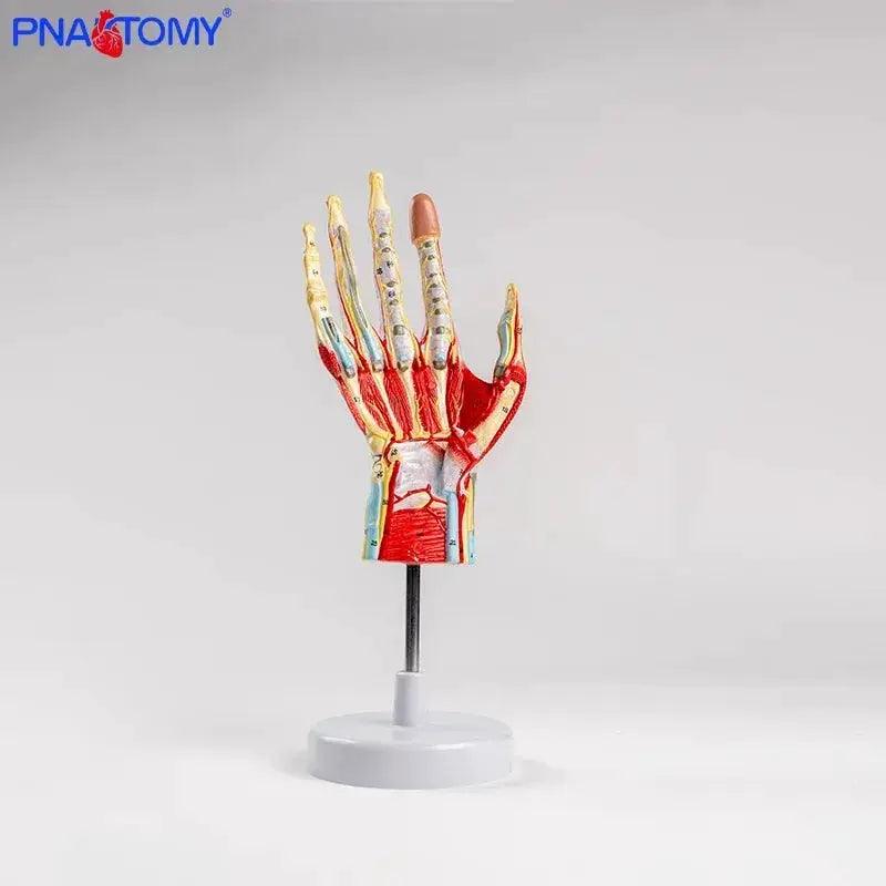  Life Size Hand Anatomy Model Detachable Blood Vessels -  ToylandEU™