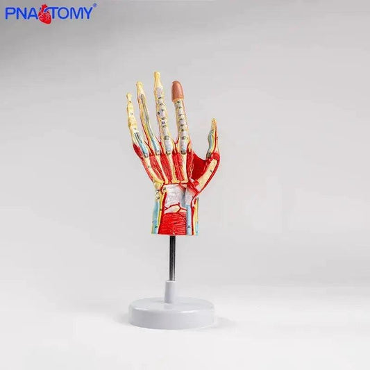  Life Size Hand Anatomy Model Detachable Blood Vessels -  ToylandEU™