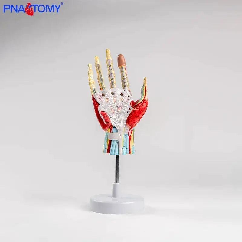  Life Size Hand Anatomy Model Detachable Blood Vessels -  ToylandEU™