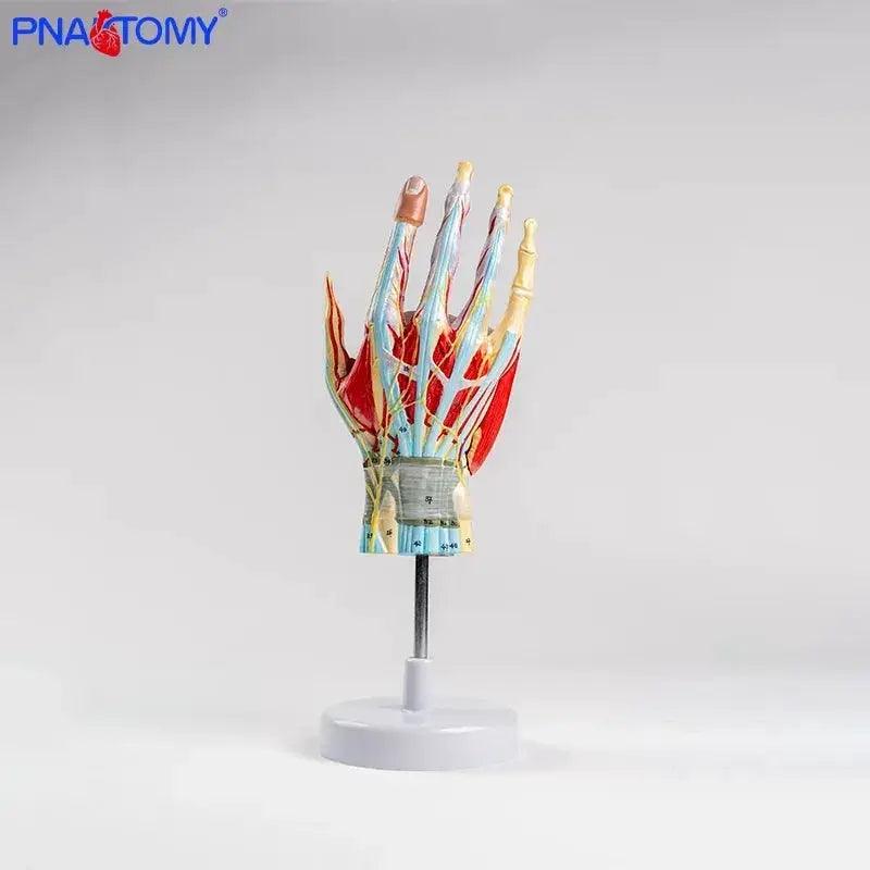  Life Size Hand Anatomy Model Detachable Blood Vessels -  ToylandEU™