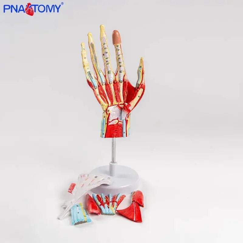 Life Size Hand Anatomy Model Detachable With Blood Vessels - ToylandEU