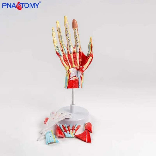 Life Size Hand Anatomy Model Detachable With Blood Vessels - ToylandEU
