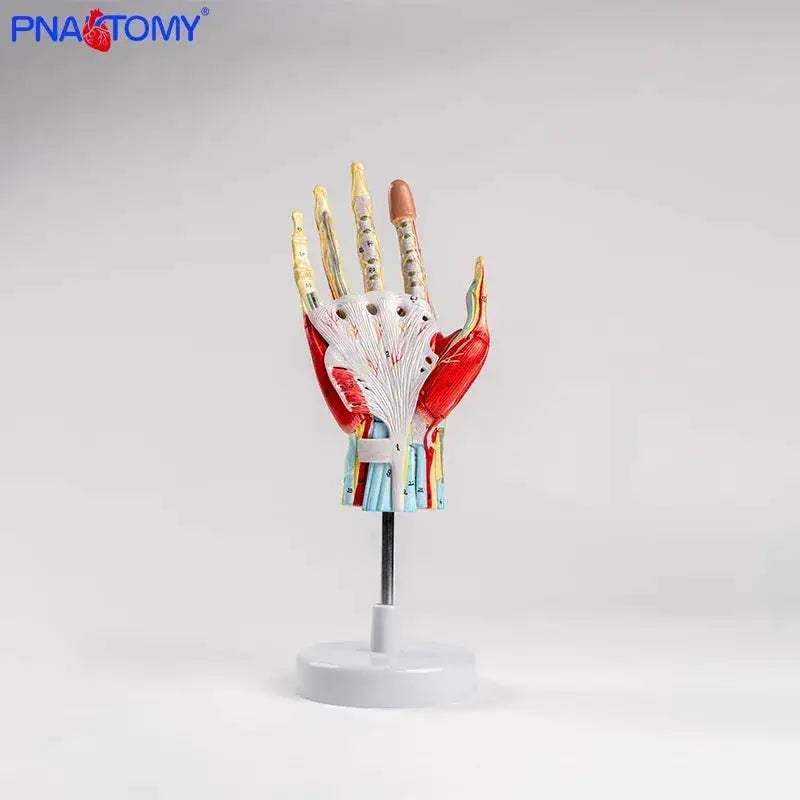 Life Size Hand Anatomy Model Detachable With Blood Vessels - ToylandEU