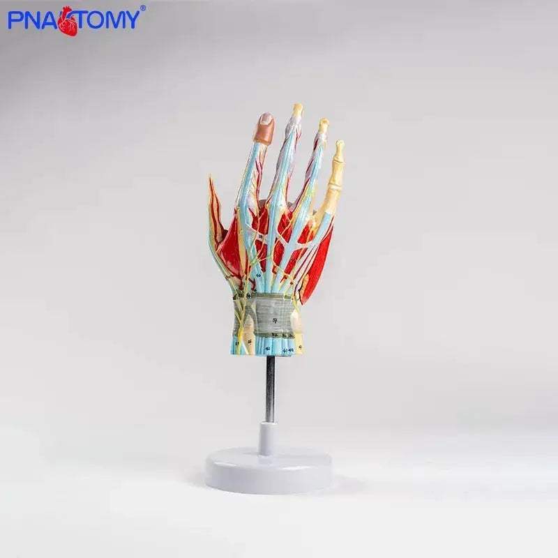 Life Size Hand Anatomy Model Detachable With Blood Vessels - ToylandEU
