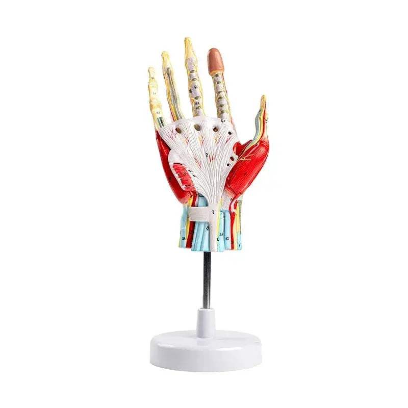 Life Size Hand Anatomy Model Detachable With Blood Vessels - ToylandEU