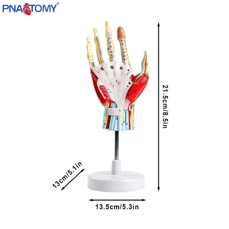 Life Size Hand Anatomy Model Detachable With Blood Vessels - ToylandEU
