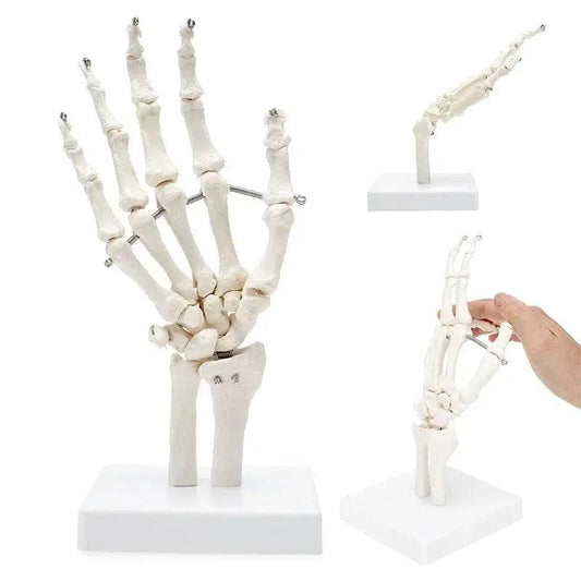  Life Size Hand Anatomy Model For Teaching PVC Skeleton -  ToylandEU™