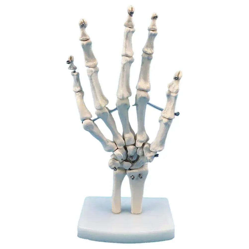  Life Size Hand Anatomy Model For Teaching PVC Skeleton -  ToylandEU™