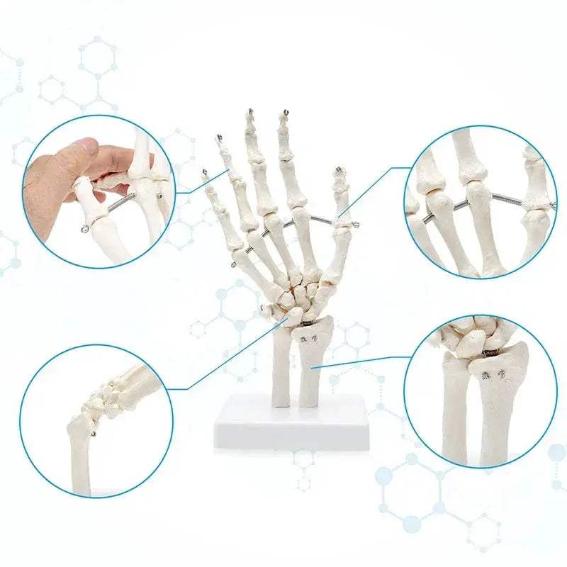 Life Size Hand Anatomy Model PVC Skeleton for Teaching - ToylandEU