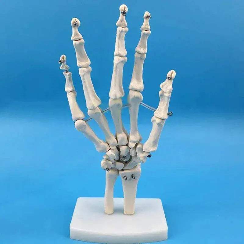 Life Size Hand Anatomy Model PVC Skeleton for Teaching - ToylandEU