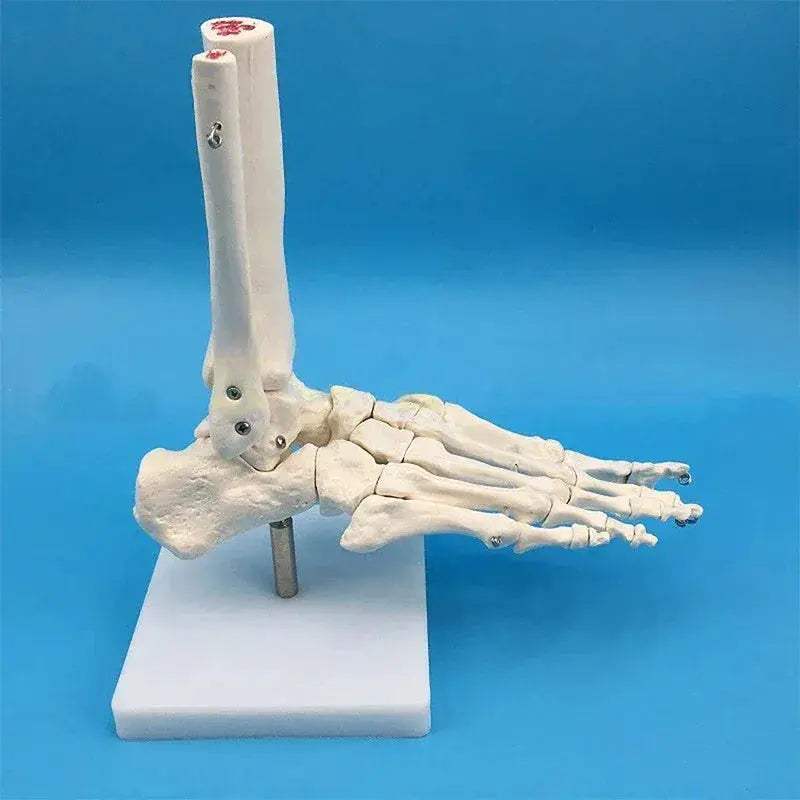 Life Size Hand Anatomy Model PVC Skeleton for Teaching - ToylandEU