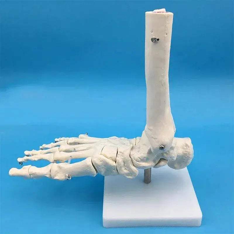 Life Size Hand Anatomy Model PVC Skeleton for Teaching - ToylandEU